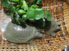 Mua Ba Ba Sống Ở Đâu Tại Sài Gòn? 