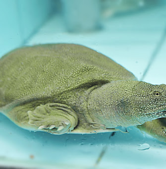 Baba (0.9 - 1.0kg)